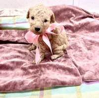 Tulip, a female Maltipoo for sale in Franklinton, LA – 2 of 2