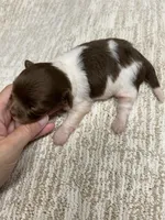 Tucker, a male Chihuahua and Chipoo for sale in Franklinton, LA – Photo 3 of 3
