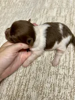 Tucker, a male Chihuahua and Chipoo for sale in Franklinton, LA – Photo 2 of 3