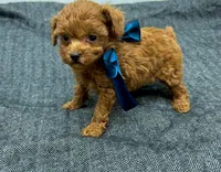 Trevor, a male Maltipoo and Poodle - Toy  for sale in Franklinton, LA – Photo 2 of 4