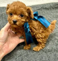 Trevor, a male Maltipoo and Poodle - Toy  for sale in Franklinton, LA – Photo 1 of 4