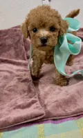 Duke , a male Maltipoo and Poodle - Toy  for sale in Franklinton, LA – 2 of 4