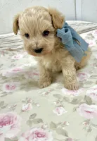 Drew , a male Maltipoo for sale in Franklinton, LA – 2 of 3