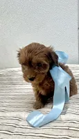 Brice , a male Yorkipoo for sale in Franklinton, LA – 2 of 3