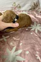 Daisy, a female Maltipoo and Poodle - Toy  for sale in Franklinton, LA – 2 of 2