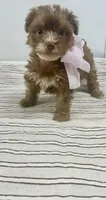Darcy, a female Yorkipoo for sale in Franklinton, LA – 3 of 4