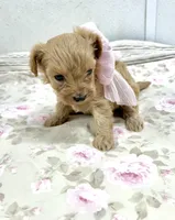 Darcy , a female Maltipoo for sale in Franklinton, LA – 2 of 3