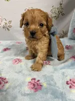 Drake, a male Maltipoo and Poodle - Toy  for sale in Franklinton, LA – Photo 2 of 4