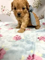 Drake, a male Maltipoo and Poodle - Toy  for sale in Franklinton, LA – Photo 1 of 4