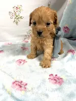 Drake, a male Maltipoo and Poodle - Toy  for sale in Franklinton, LA – Photo 3 of 4