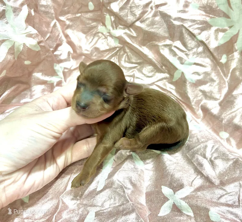 Blaze – Yorkipoo puppy for sale in Franklinton, LA