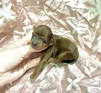 Blaze, a male Yorkipoo for sale in Franklinton, LA – Photo 1 of 4