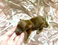 Blaze, a male Yorkipoo for sale in Franklinton, LA – Photo 2 of 4