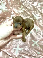 Blaze, a male Yorkipoo for sale in Franklinton, LA – Photo 3 of 4