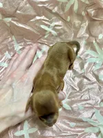 Blaze, a male Yorkipoo for sale in Franklinton, LA – Photo 4 of 4