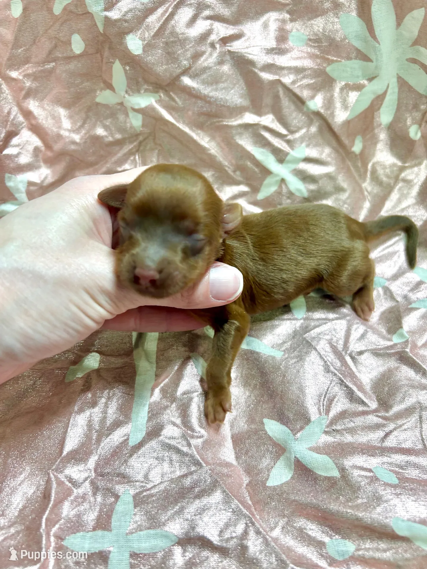 Mable, a female Yorkipoo for sale in Franklinton, LA – Photo 3 of 4