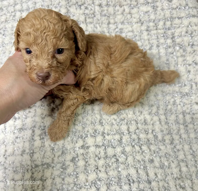 Coco  – Maltipoo puppy for sale in Franklinton, LA