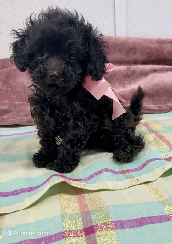 Ebony – Maltipoo puppy for sale in Franklinton, LA
