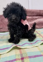 Ebony, a female Maltipoo for sale in Franklinton, LA – 1 of 4