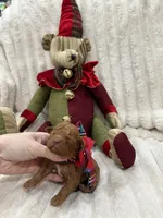 Prancer, a male Maltipoo and Poodle - Toy  for sale in Franklinton, LA – Photo 1 of 5