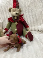 Prancer, a male Maltipoo and Poodle - Toy  for sale in Franklinton, LA – Photo 2 of 5