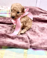 Rose , a female Maltipoo for sale in Franklinton, LA – 2 of 2