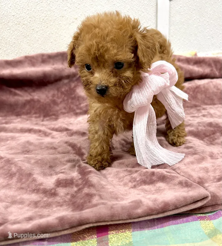 Fendi – Maltipoo puppy for sale in Franklinton, LA