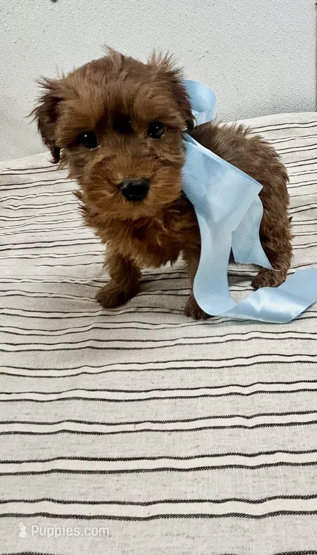 Brice  – Yorkipoo puppy for sale in Franklinton, LA