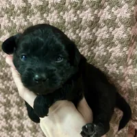 Rumi, a female Maltipoo and Poodle - Toy  for sale in Franklinton, LA – Photo 1 of 2