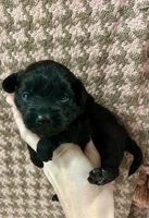 Rumi, a female Maltipoo and Poodle - Toy  for sale in Franklinton, LA – Photo 1 of 2