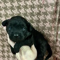 Rumi, a female Maltipoo and Poodle - Toy  for sale in Franklinton, LA – Photo 2 of 2