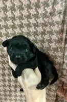 Rumi, a female Maltipoo and Poodle - Toy  for sale in Franklinton, LA – Photo 2 of 2