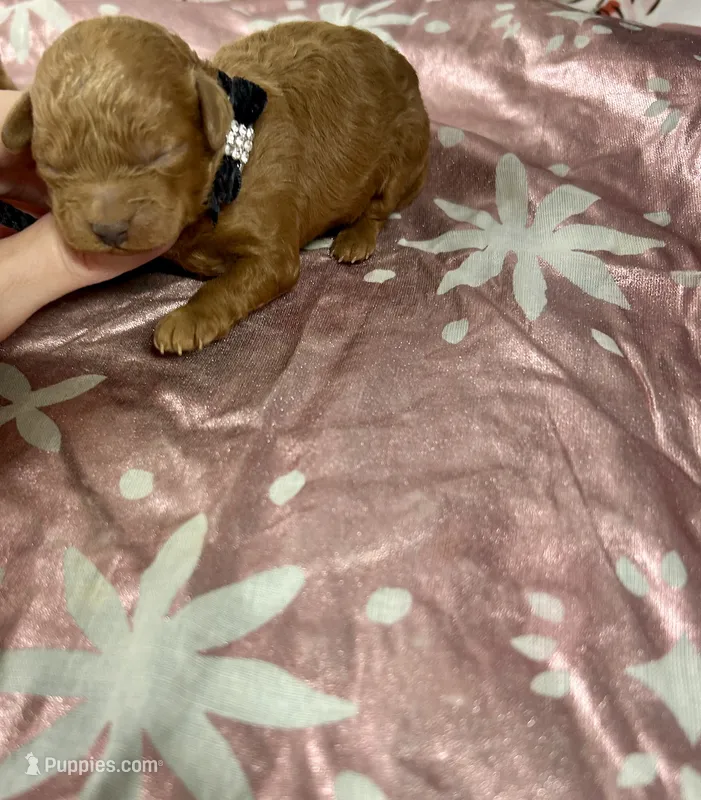 Daisy – Maltipoo, Poodle - Toy  puppy for sale in Franklinton, LA