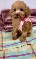 Coco , a female Poodle - Toy  for sale in Franklinton, LA – 1 of 3