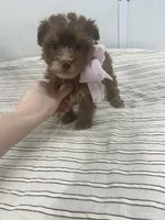 Darcy, a female Yorkipoo for sale in Franklinton, LA – 4 of 4