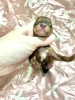 Tripp, a male Yorkipoo for sale in Franklinton, LA – Photo 2 of 5