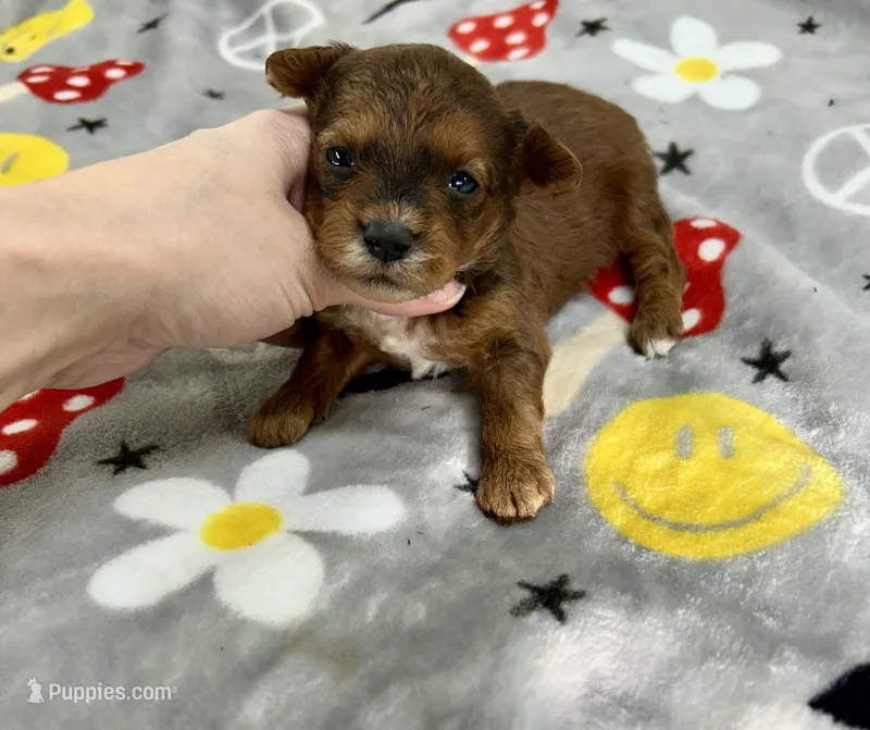 Tripp – Yorkipoo puppy for sale in Franklinton, LA