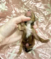 Tripp, a male Yorkipoo for sale in Franklinton, LA – Photo 5 of 5