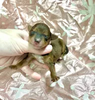 Tripp, a male Yorkipoo for sale in Franklinton, LA – Photo 3 of 5