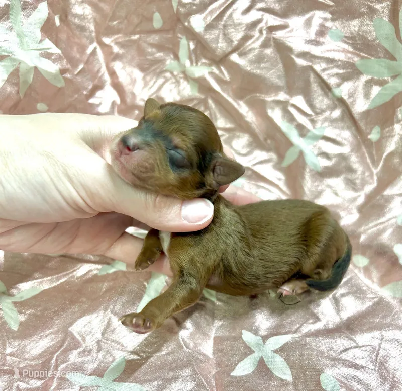 Tripp – Yorkipoo puppy for sale in Franklinton, LA