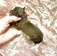 Tripp, a male Yorkipoo for sale in Franklinton, LA – Photo 4 of 5