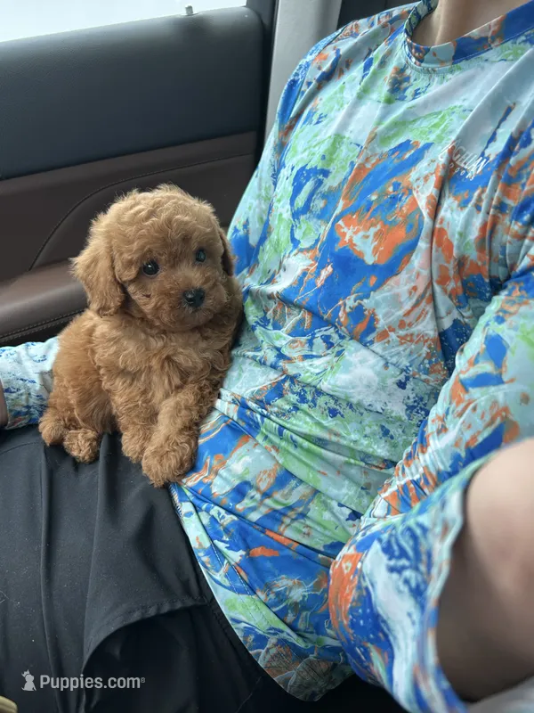 Katie  – Maltipoo, Poodle - Toy  puppy for sale in Franklinton, LA