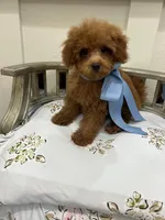 Timmy, a male Poodle - Toy  for sale in Franklinton, LA – Photo 2 of 2