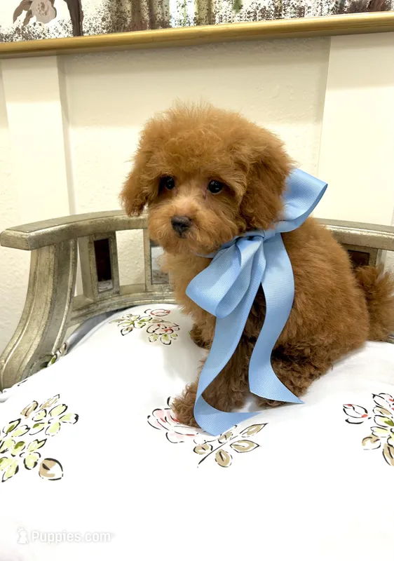 Timmy, a male Poodle - Toy  for sale in Franklinton, LA – Photo 1 of 2