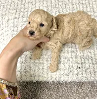 Daisy , a female Maltipoo for sale in Franklinton, LA – 3 of 3