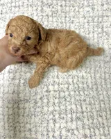 Coco , a female Maltipoo for sale in Franklinton, LA – 3 of 3
