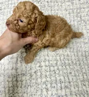 Coco , a female Maltipoo for sale in Franklinton, LA – 2 of 3