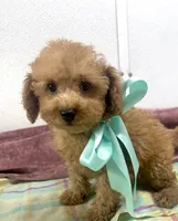 Charlie , a male Poodle - Toy  for sale in Franklinton, LA – 2 of 3