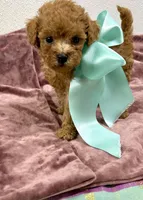 Duke , a male Maltipoo and Poodle - Toy  for sale in Franklinton, LA – 3 of 4