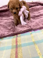 Fendi, a female Maltipoo for sale in Franklinton, LA – 3 of 4